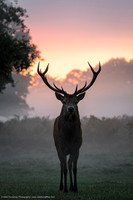 Red Deer, UK
