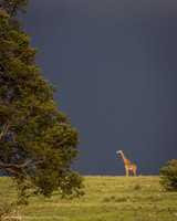 Giraffe, Kenya