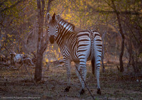 Zebra, South Africa
