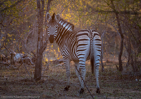 Zebra, South Africa
