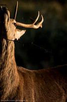 Red Deer, UK
