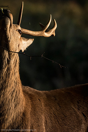 Red Deer, UK