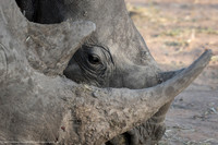 White Rhinoceros, South Africa