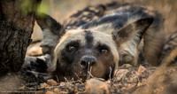 Wild Dog, South Africa