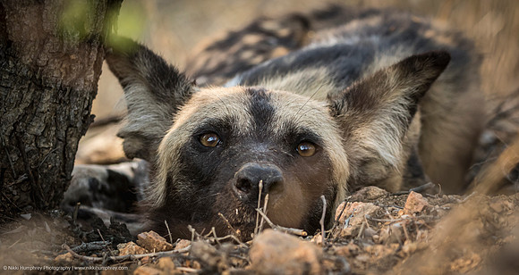 Wild Dog, South Africa