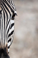 Zebra, South Africa