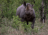 Black Rhinoceros, South Africa
