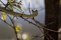 Spotted Bush Snake, South Africa