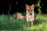 Red Fox, UK