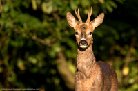 Roe Deer, UK