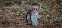 Vervet Monkey Baby, South Africa