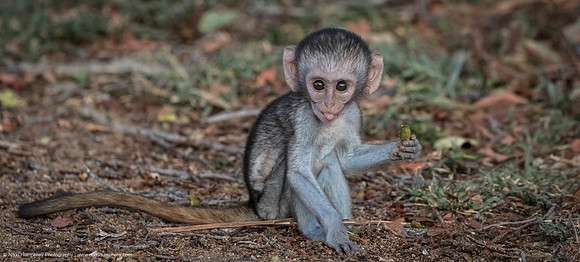 Vervet Monkey Baby, South Africa