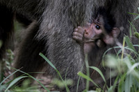 Baboon Baby, South Africa