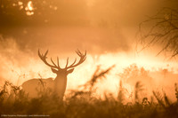 Red Deer, UK