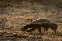 Honey Badger, South Africa