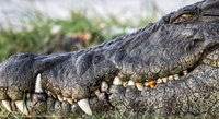 Crocodile, Botswana