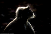 Grey Langur, India