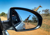 Giraffe Reflections, South Africa