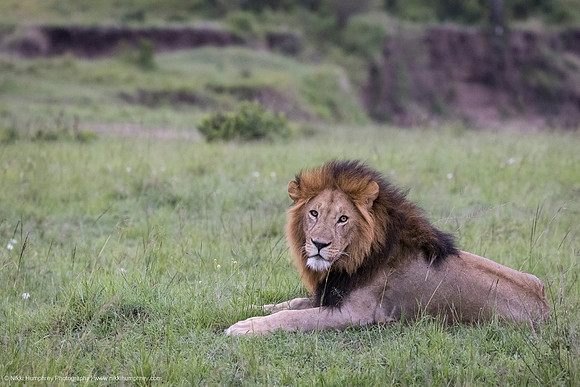 Lion, Kenya