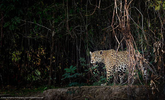 Jaguar, Brazil