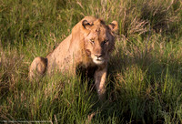 Sub Adult Lion, Kenya