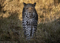 Leopard, Botswana