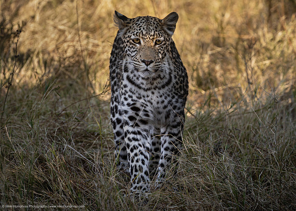 Leopard, Botswana