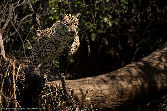 Jaguar, Brazil