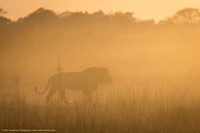 Lion, Botswana