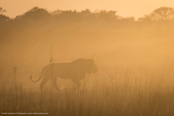 Lion, Botswana
