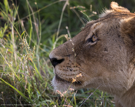 Lion, South Africa
