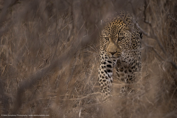 Leopard, South Africa