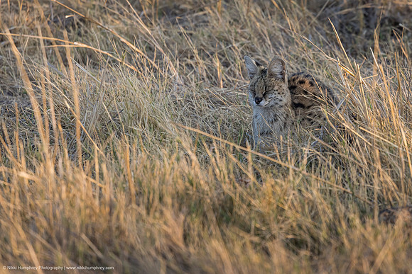 Serval, Botswana