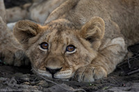 Lion Cub, South Africa