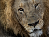 Lion, South Africa