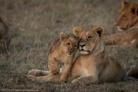 Lions, Kenya
