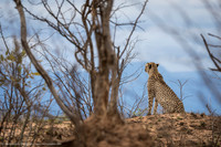 Cheetah, South Africa