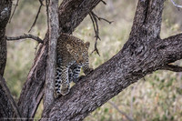 Leopard Cub, Kenya