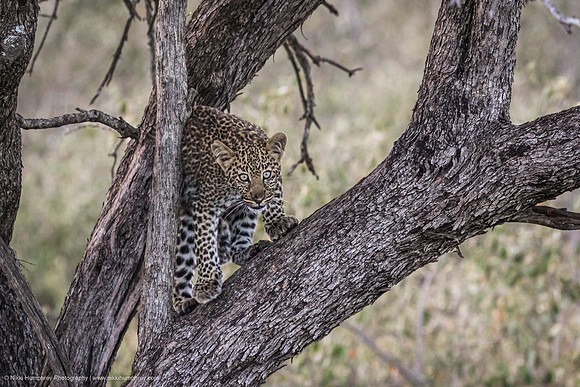 Leopard Cub, Kenya