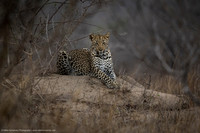 Leopard, South Africa