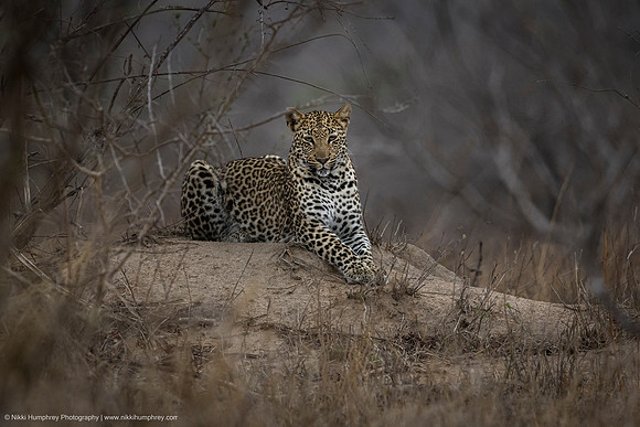 Leopard, South Africa