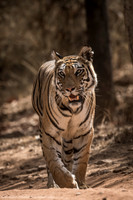Tiger, India