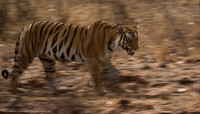 Tiger, India
