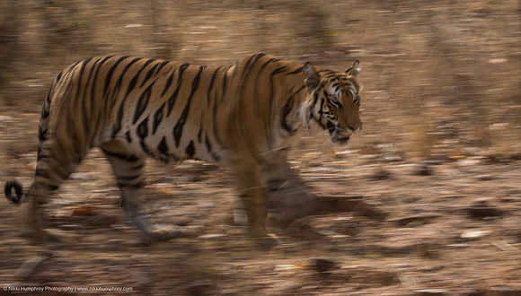 Tiger, India