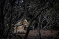 Lioness, South Africa