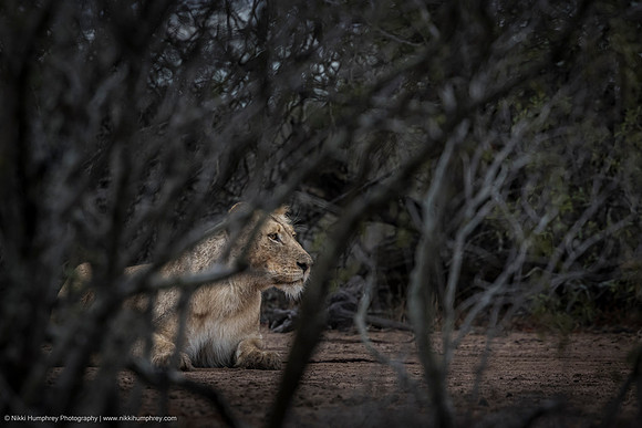 Lioness, South Africa