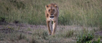 Lioness, Kenya