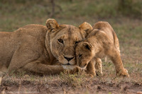 Lions, Kenya