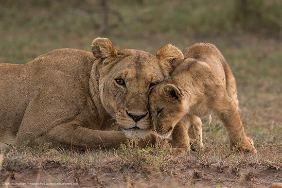 Lions, Kenya