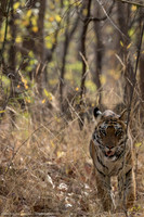 Tiger, India